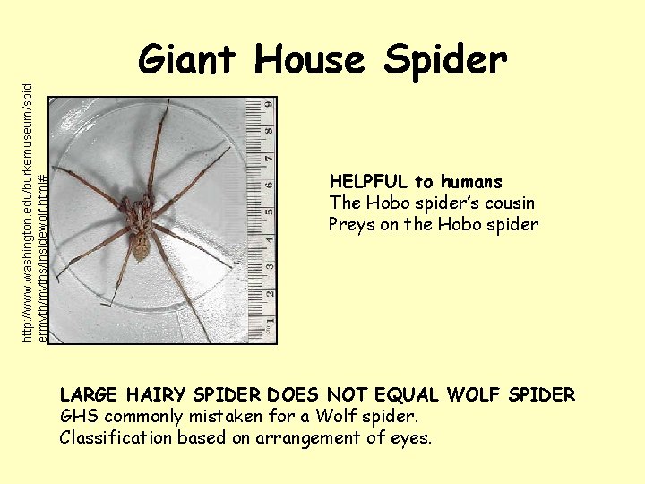 http: //www. washington. edu/burkemuseum/spid ermyth/myths/insidewolf. html# Giant House Spider HELPFUL to humans The Hobo