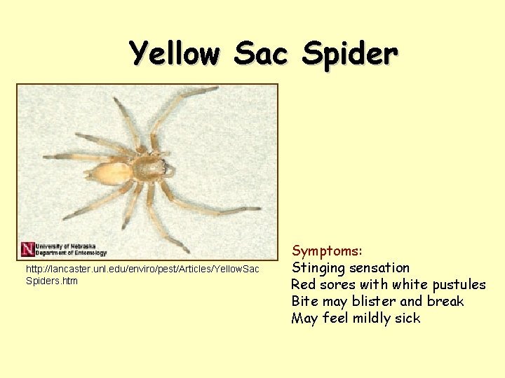 Yellow Sac Spider http: //lancaster. unl. edu/enviro/pest/Articles/Yellow. Sac Spiders. htm Symptoms: Stinging sensation Red