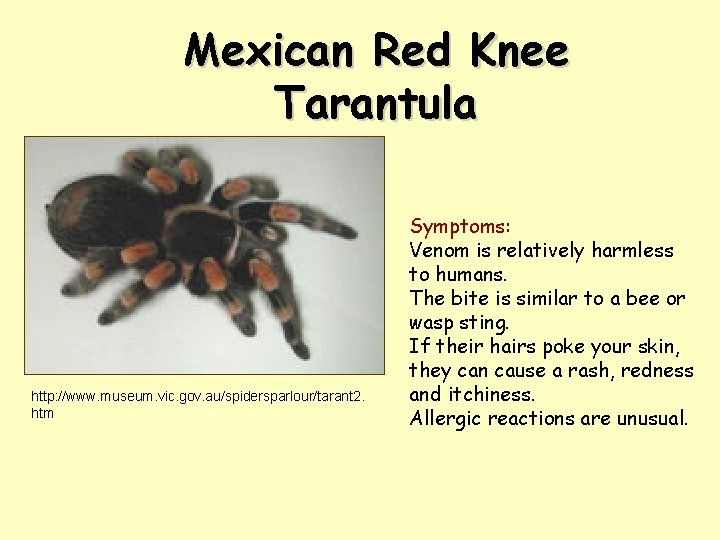 Mexican Red Knee Tarantula http: //www. museum. vic. gov. au/spidersparlour/tarant 2. htm Symptoms: Venom