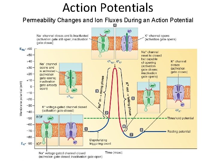 Action Potentials Permeability Changes and Ion Fluxes During an Action Potential 