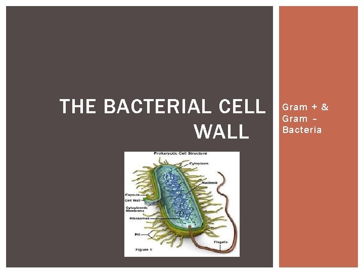 THE BACTERIAL CELL WALL Gram + & Gram – Bacteria 