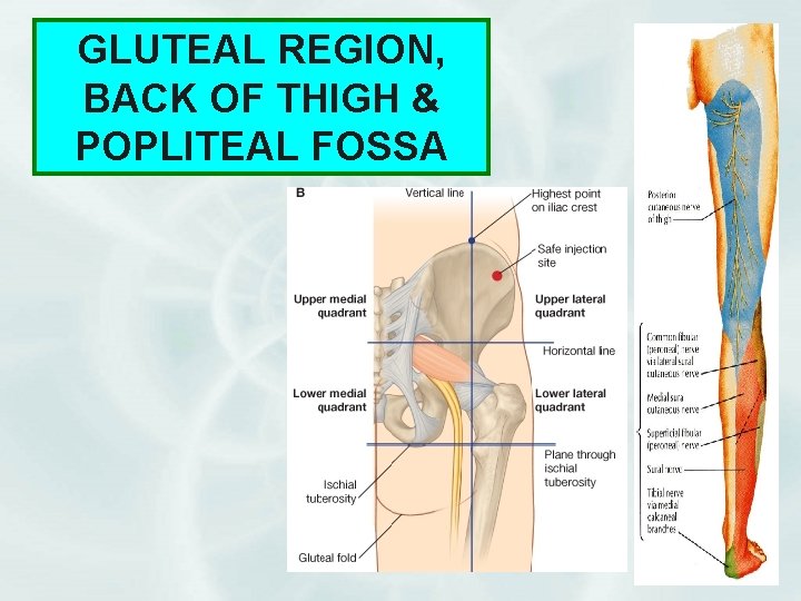 GLUTEAL REGION, BACK OF THIGH & POPLITEAL FOSSA 1 