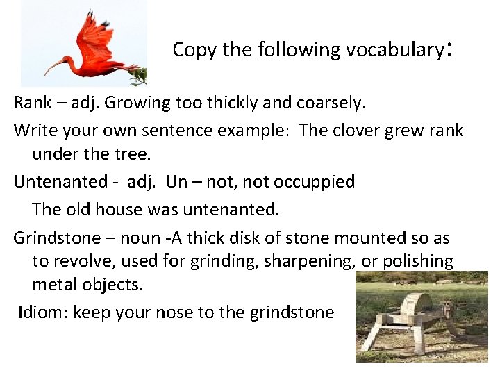 Copy the following vocabulary: Rank – adj. Growing too thickly and coarsely. Write your