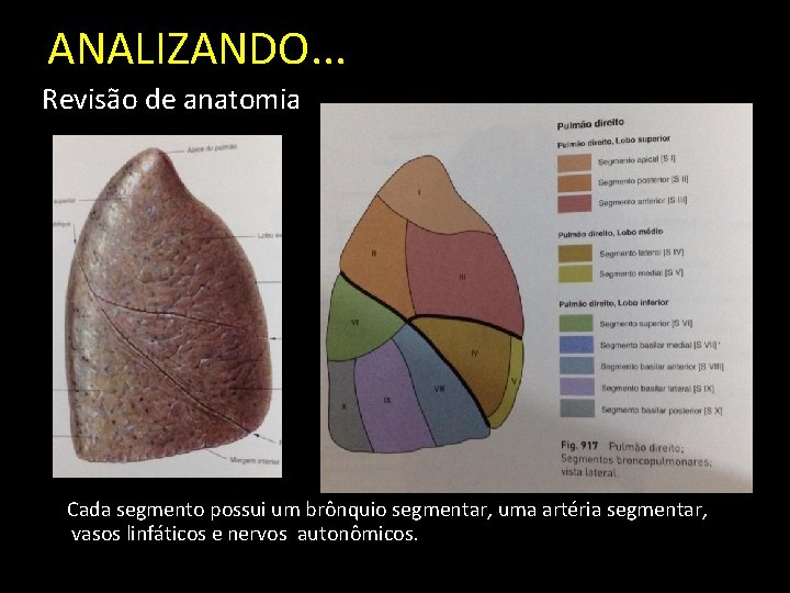 ANALIZANDO. . . Revisão de anatomia Cada segmento possui um brônquio segmentar, uma artéria