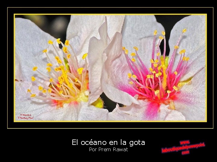 El océano en la gota Por Prem Rawat 