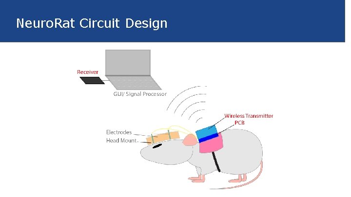 Neuro. Rat Circuit Design 