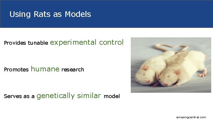 Using Rats as Models Provides tunable Promotes experimental control humane research Serves as a