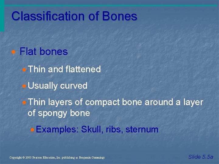 Classification of Bones · Flat bones · Thin and flattened · Usually curved ·