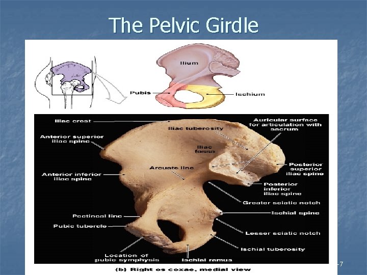 The Pelvic Girdle Figure 8– 7 