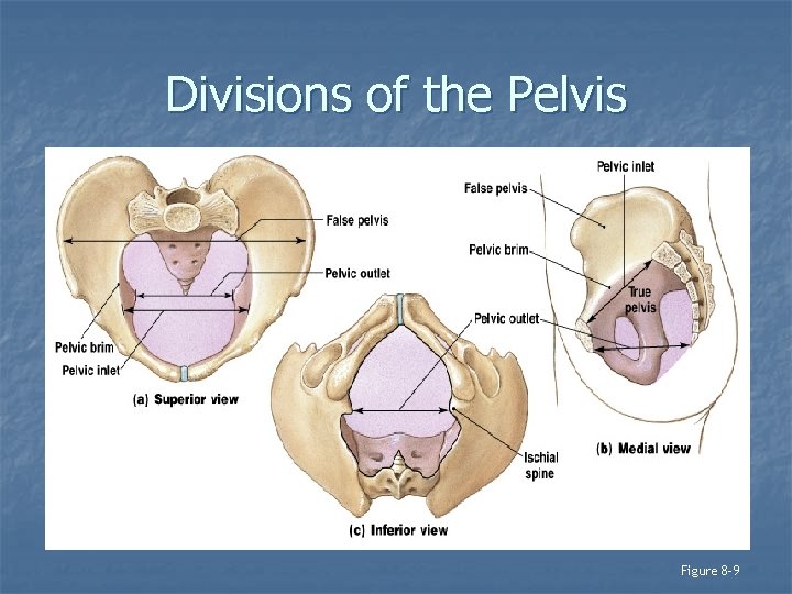 Divisions of the Pelvis Figure 8– 9 