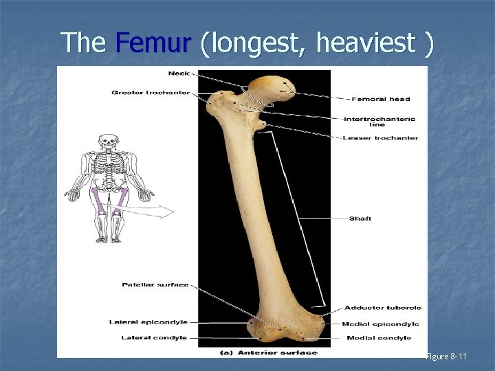 The Femur (longest, heaviest ) Figure 8– 11 