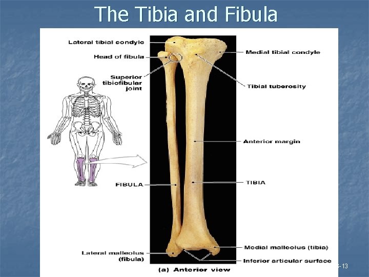 The Tibia and Fibula Figure 8– 13 