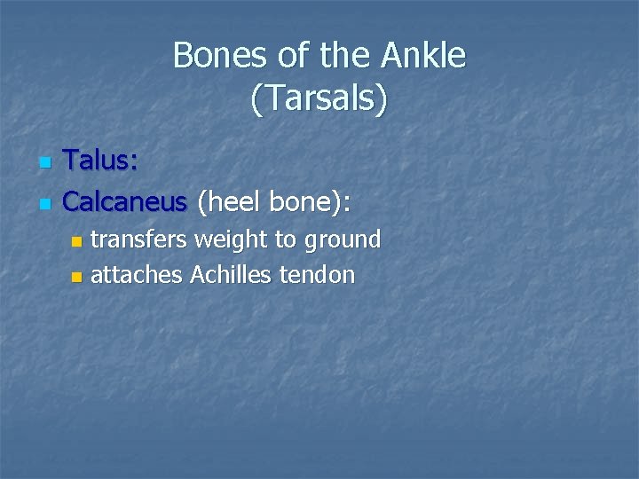 Bones of the Ankle (Tarsals) n n Talus: Calcaneus (heel bone): transfers weight to