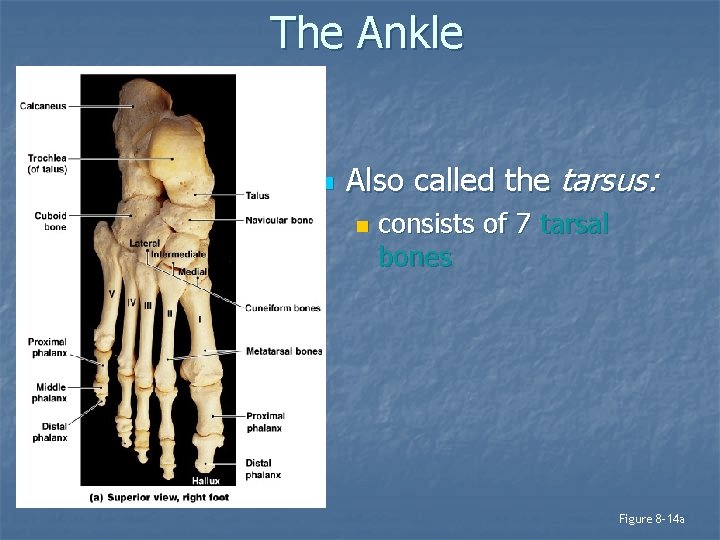 The Ankle n Also called the tarsus: n consists of 7 tarsal bones Figure