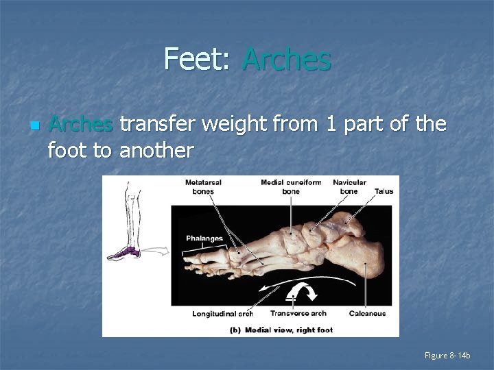 Feet: Arches n Arches transfer weight from 1 part of the foot to another