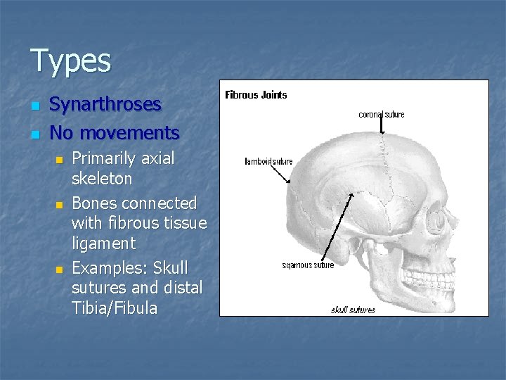 Types n n Synarthroses No movements n n n Primarily axial skeleton Bones connected