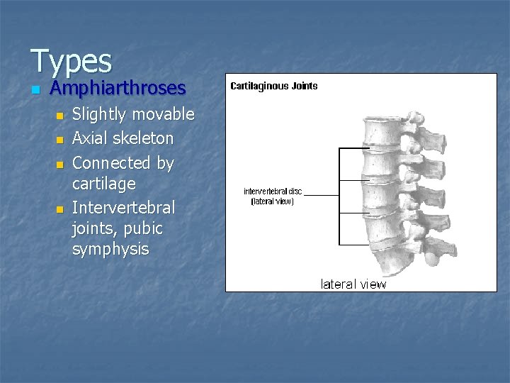 Types n Amphiarthroses n n Slightly movable Axial skeleton Connected by cartilage Intervertebral joints,
