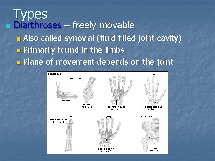 Types n Diarthroses – freely movable Also called synovial (fluid filled joint cavity) n