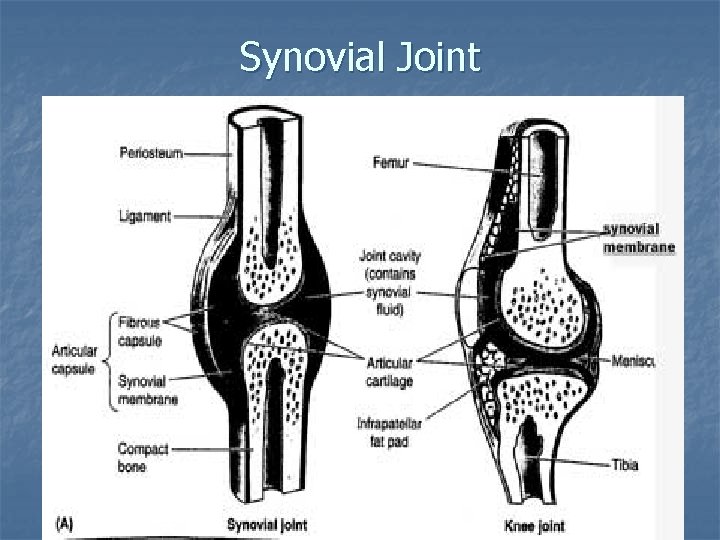 Synovial Joint 