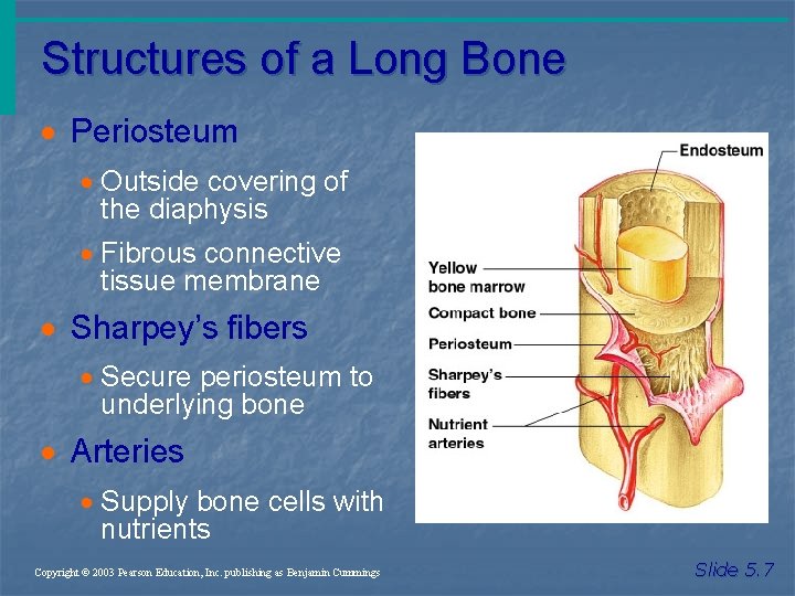 Structures of a Long Bone · Periosteum · Outside covering of the diaphysis ·