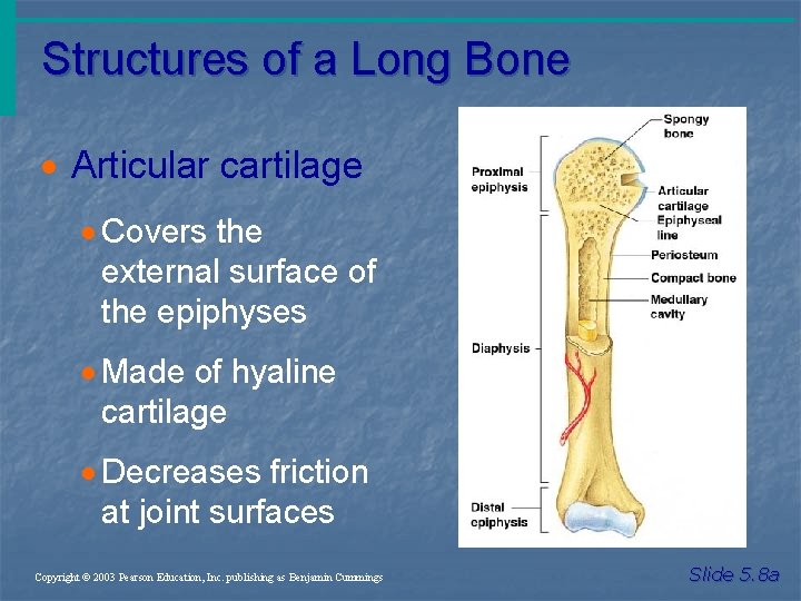 Structures of a Long Bone · Articular cartilage · Covers the external surface of
