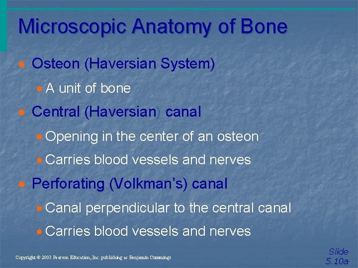 Microscopic Anatomy of Bone · Osteon (Haversian System) · A unit of bone ·