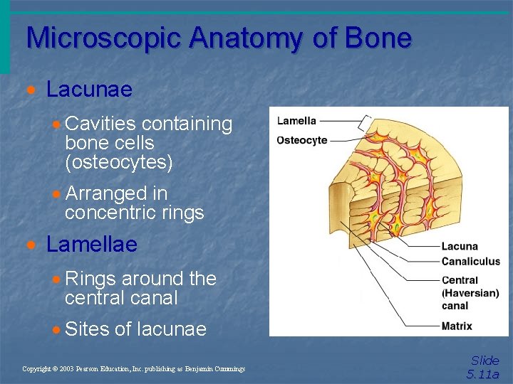Microscopic Anatomy of Bone · Lacunae · Cavities containing bone cells (osteocytes) · Arranged