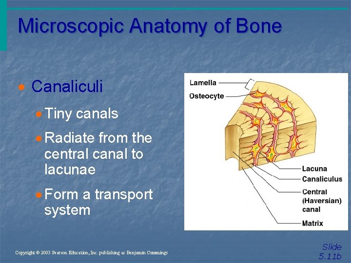 Microscopic Anatomy of Bone · Canaliculi · Tiny canals · Radiate from the central