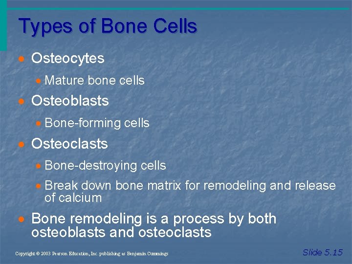 Types of Bone Cells · Osteocytes · Mature bone cells · Osteoblasts · Bone-forming