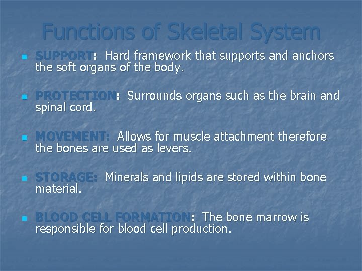 Functions of Skeletal System n SUPPORT: Hard framework that supports and anchors the soft