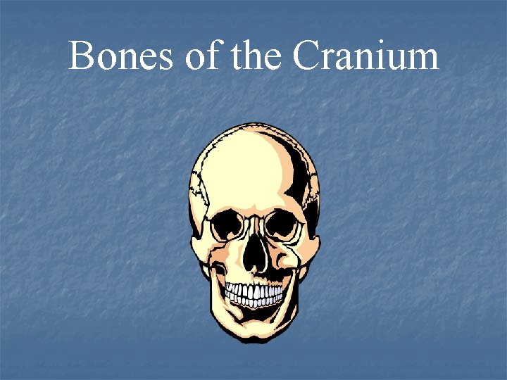 Bones of the Cranium 