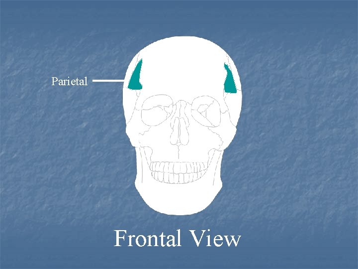 Parietal Frontal View 