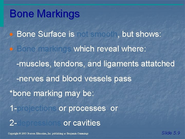 Bone Markings · Bone Surface is not smooth, but shows: · Bone markings which