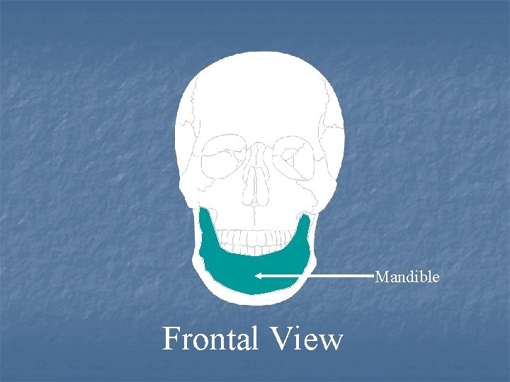 Mandible Frontal View 