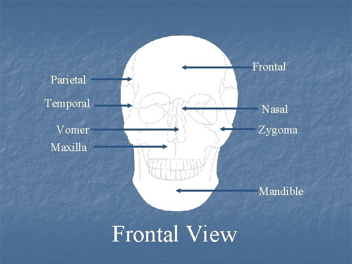 Frontal Parietal Temporal Nasal Vomer Maxilla Zygoma Mandible Frontal View 