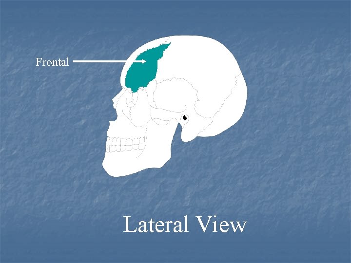 Frontal Lateral View 