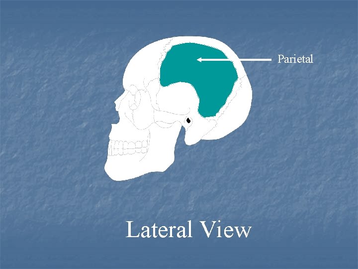 Parietal Lateral View 