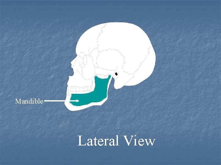 Mandible Lateral View 