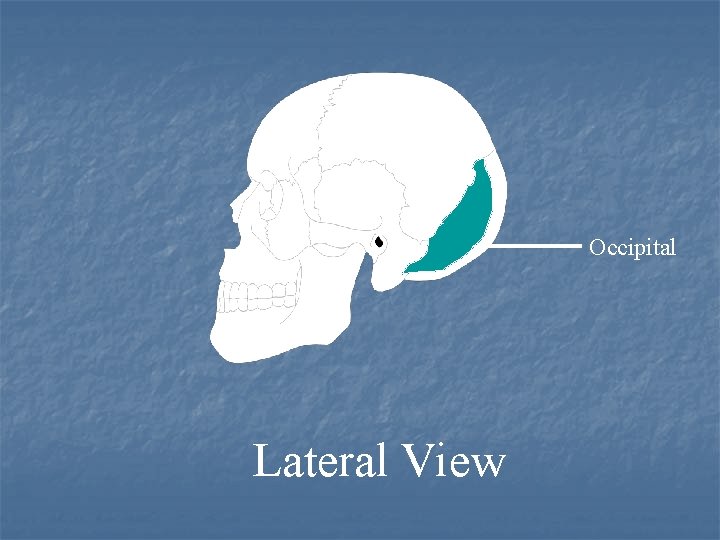 Occipital Lateral View 