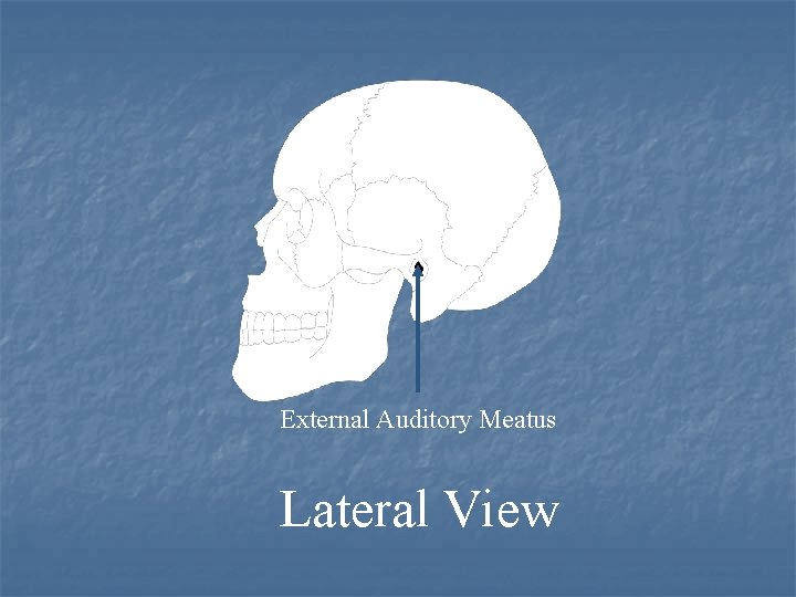 External Auditory Meatus Lateral View 