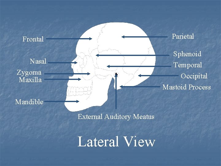 Parietal Frontal Sphenoid Temporal Occipital Mastoid Process Nasal Zygoma Maxilla Mandible External Auditory Meatus