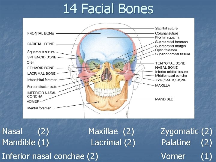 14 Facial Bones Nasal (2) Mandible (1) Maxillae (2) Lacrimal (2) Inferior nasal conchae