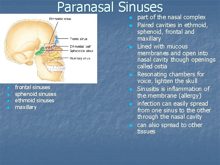 Paranasal Sinuses n n n n frontal sinuses sphenoid sinuses ethmoid sinuses maxillary n