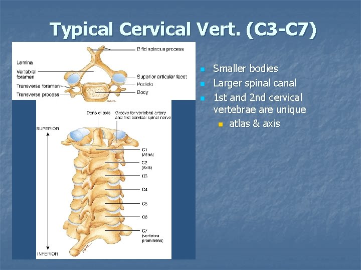 Typical Cervical Vert. (C 3 -C 7) n n n Smaller bodies Larger spinal