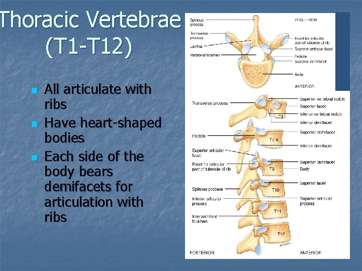 Thoracic Vertebrae (T 1 -T 12) n n n All articulate with ribs Have
