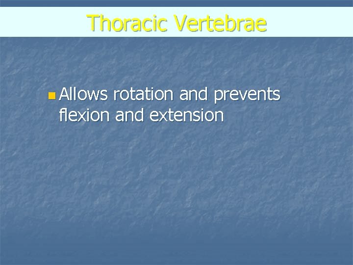 Thoracic Vertebrae n Allows rotation and prevents flexion and extension 