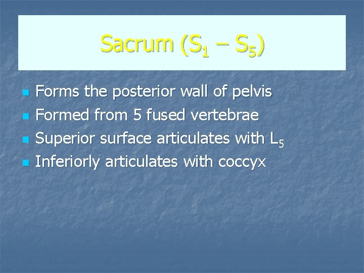 Sacrum (S 1 – S 5) n n Forms the posterior wall of pelvis