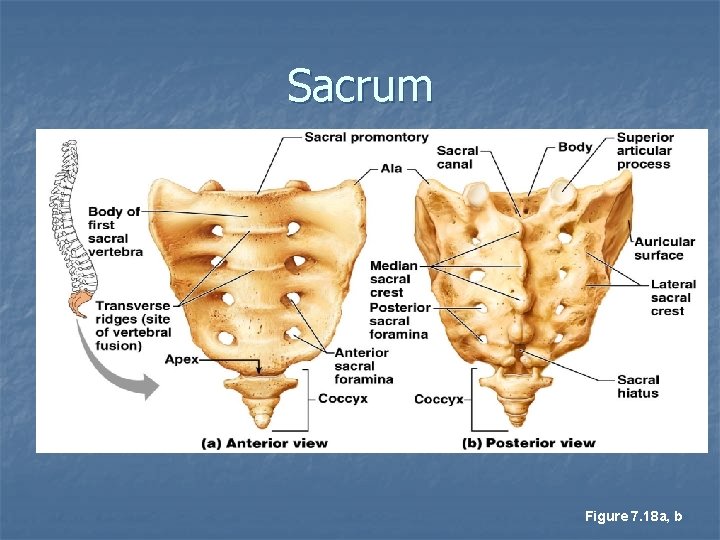 Sacrum Figure 7. 18 a, b 