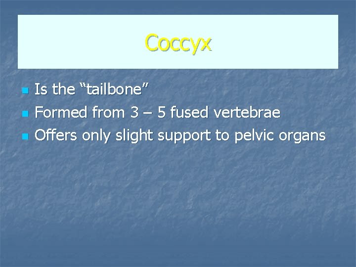 Coccyx n n n Is the “tailbone” Formed from 3 – 5 fused vertebrae