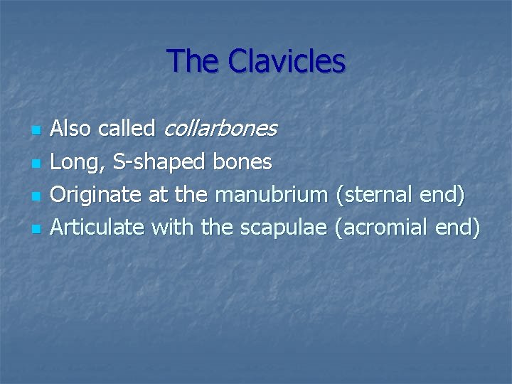 The Clavicles n n Also called collarbones Long, S-shaped bones Originate at the manubrium